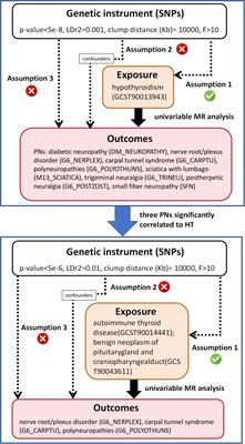 Causal relationship between hypothyroidism and peripheral neuropathy: a Mendelian randomization study of European ancestry